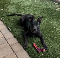 Found/Stray Male Dog last seen 69th Ave and Banff in Peoria, AZ 85381, Peoria, AZ 85381