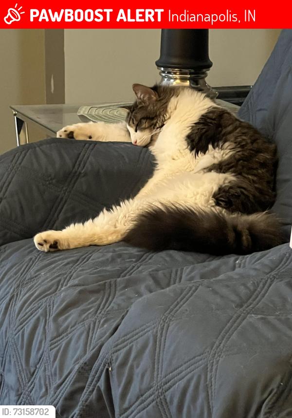 Lost Female Cat last seen 56th Streer, Indianapolis, IN 46234