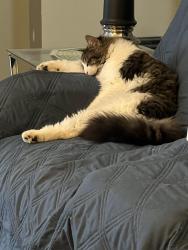 Lost Female Cat last seen 56th Streer, Indianapolis, IN 46234