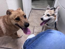 Reunited Unknown Dog last seen Coppergate Rd, Converse, TX 78109