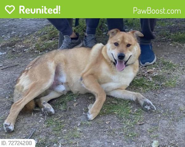 Reunited Male Dog last seen Thornton Ave, Fremont, CA 94536