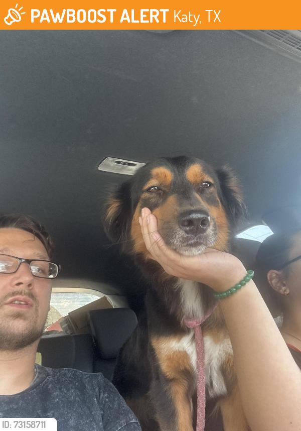 Found/Stray Female Dog last seen Village court and village green west, Katy texas, Katy, TX 77493