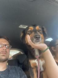 Found/Stray Female Dog last seen Village court and village green west, Katy texas, Katy, TX 77493