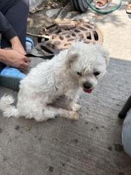 Reunited Female Dog last seen Wolcott and chicago, Chicago, IL 60614