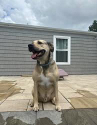 Reunited Male Dog last seen Weblin Drive, Newtown, Baker rd, Virginia Beach, VA 23462