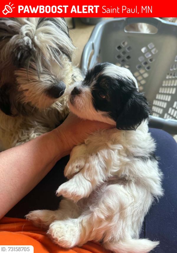 Lost Male Dog last seen Geranium, Arcade, Saint Paul, MN 55101