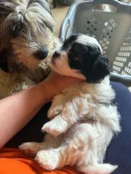 Lost Male Dog last seen Geranium, Arcade, Saint Paul, MN 55101