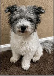 Lost Male Dog last seen Layton way and zephyr st, Littleton, CO 80123