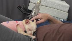 Lost Female Bird last seen Champion street and school street, Oakland, CA 94602