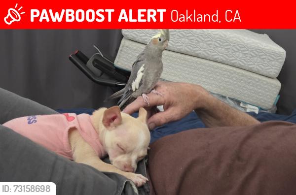 Lost Female Bird last seen Champion street and school street, Oakland, CA 94602