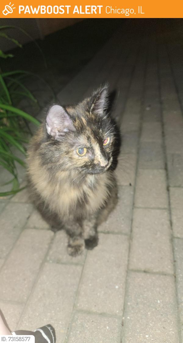 Found/Stray Unknown Cat last seen Pratt/Western NE corner in a friend's backyard, Chicago, IL 60645