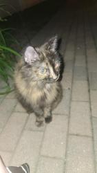 Found/Stray Unknown Cat last seen Pratt/Western NE corner in a friend's backyard, Chicago, IL 60645