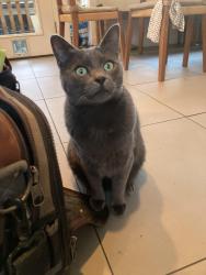 Lost Male Cat last seen San Francisco Ave NE and Central St, Olympia, WA 98506