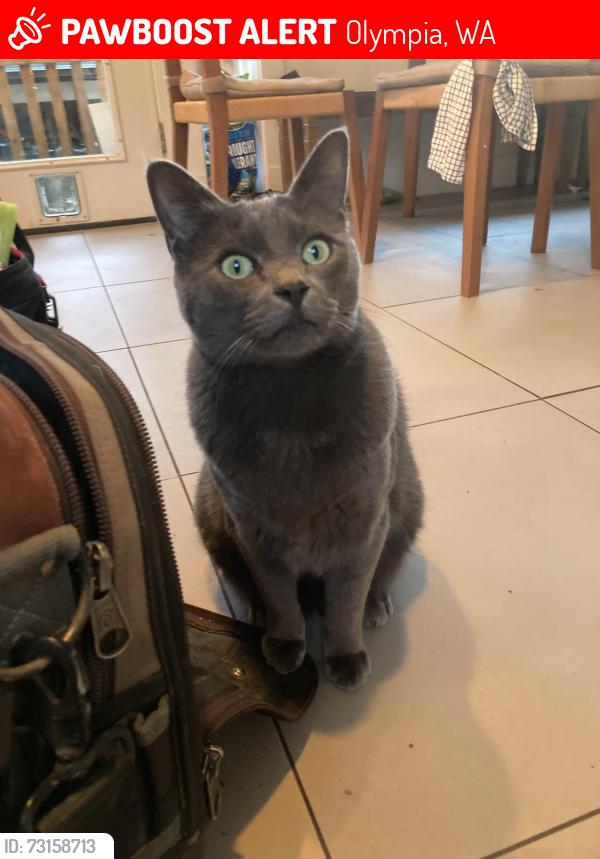 Lost Male Cat last seen San Francisco Ave NE and Central St, Olympia, WA 98506