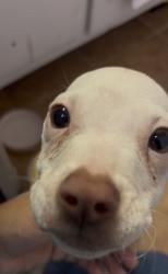 Found/Stray Male Dog last seen Jamie Dr., Memphis, TN 38109
