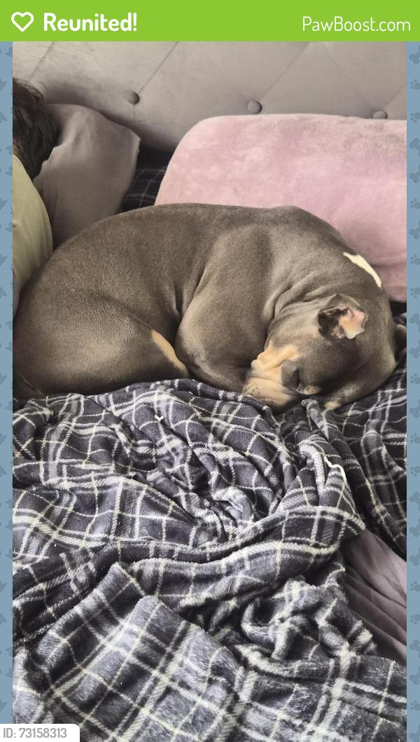 Reunited Female Dog last seen She got out of fenced in yard. No clue which direction she went., Indianapolis, IN 46219