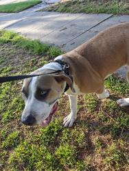 Found/Stray Male Dog last seen Monroe Ave, Lincoln Park, Pomona, CA 91767