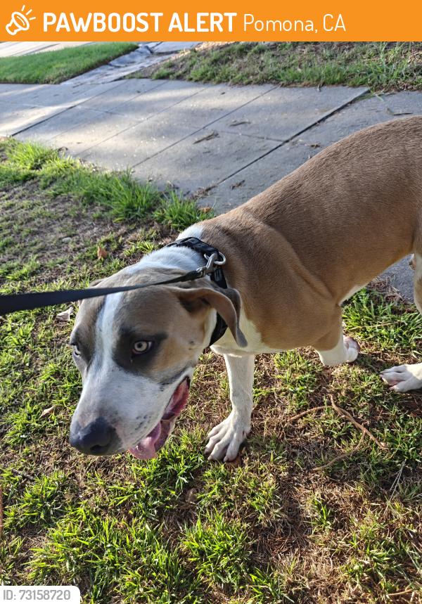 Found/Stray Male Dog last seen Monroe Ave, Lincoln Park, Pomona, CA 91767