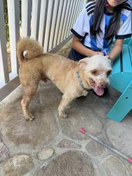 Reunited Male Dog last seen Donora and towers, Torrance, CA 90503