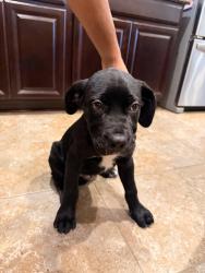 Found/Stray Male Dog last seen W Hausman and Babcock, San Antonio, TX 78249