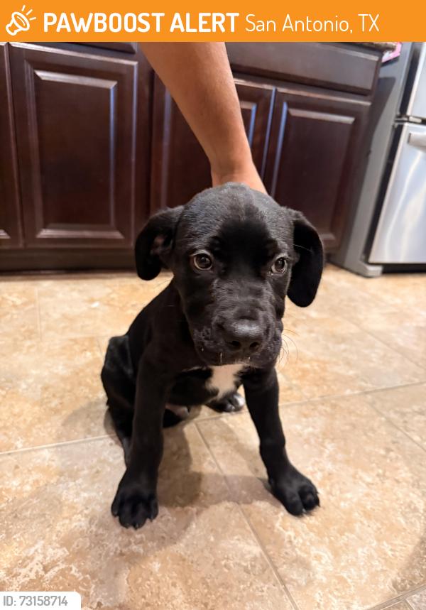 Found/Stray Male Dog last seen W Hausman and Babcock, San Antonio, TX 78249