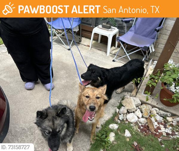 Found/Stray Unknown Dog last seen Big bend, San Antonio, TX 78250