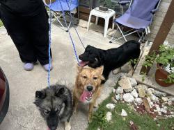Found/Stray Unknown Dog last seen Big bend, San Antonio, TX 78250