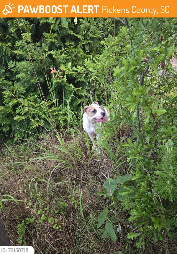 Found/Stray Female Dog last seen Nine Times Td, Sunset, SC, Pickens County, SC 29671