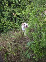 Found/Stray Female Dog last seen Nine Times Td, Sunset, SC, Pickens County, SC 29671