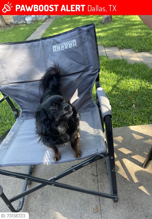 Lost Male Dog last seen Capitol Ave and Fitzhugh Ave, Dallas, TX 75204