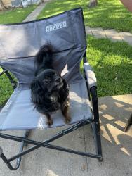 Lost Male Dog last seen Capitol Ave and Fitzhugh Ave, Dallas, TX 75204