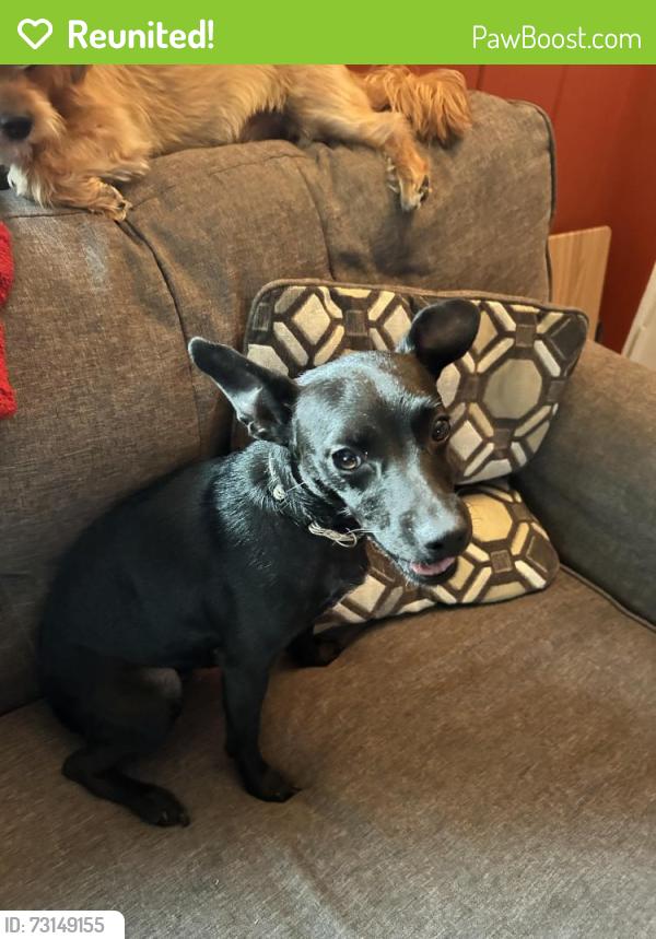 Reunited Female Dog last seen Silvery lane & emerson, Dearborn, MI 48124