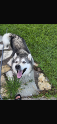 Found/Stray Male Dog last seen Galena Creek DR, Houston, TX 77086