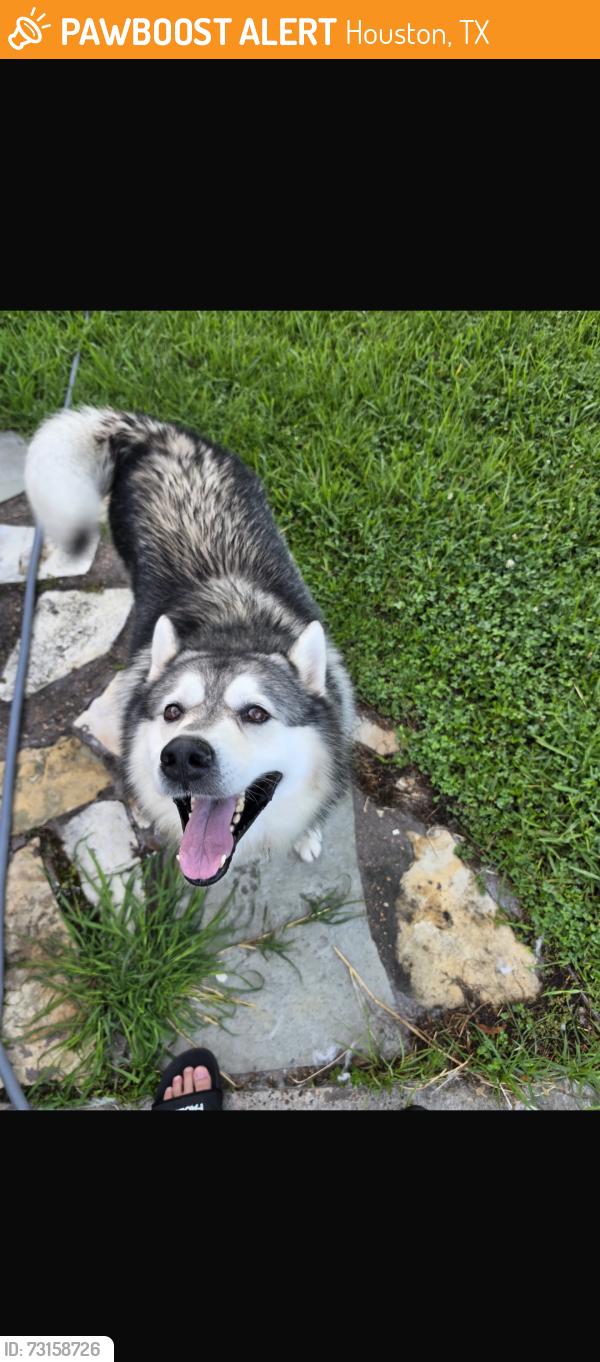 Found/Stray Male Dog last seen Galena Creek DR, Houston, TX 77086
