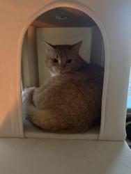Lost Female Cat last seen Near Hillside Rd, Boulder, CO 80302