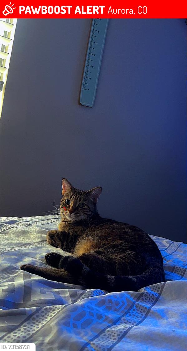 Lost Female Cat last seen Near S Ironton St, Aurora, CO 80012