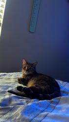 Lost Female Cat last seen Near S Ironton St, Aurora, CO 80012