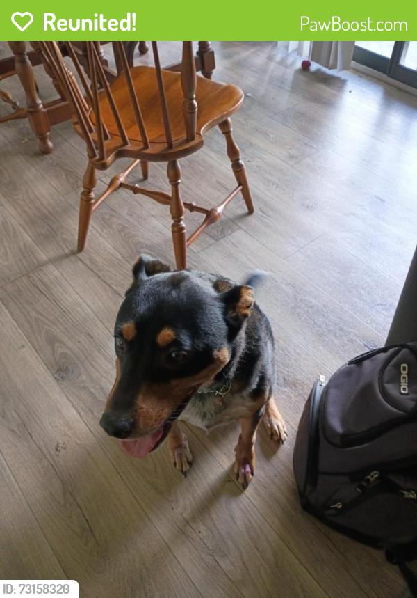 Reunited Male Dog last seen Shawnee Mission Pkwy and Pflumn, Shawnee, KS 66216
