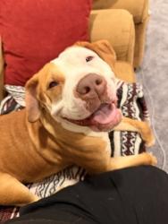 Shelter Stray Female Dog last seen Near McCulloh St, 21217, MD, 301 Stockholm St, Baltimore, MD 21230, USA