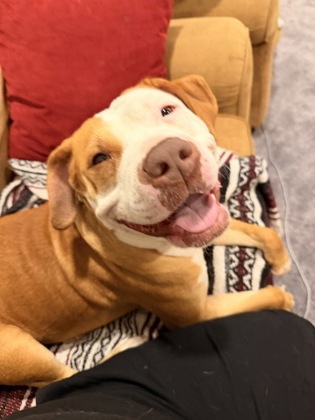 Shelter Stray Female Dog last seen Near McCulloh St, 21217, MD, 301 Stockholm St, Baltimore, MD 21230, USA