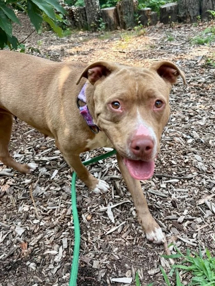 Shelter Stray Female Dog last seen Near E 27th St, 21218, MD, 301 Stockholm St, Baltimore, MD 21230, USA