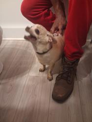Reunited Female Dog last seen cedartown hwy, Rome, GA 30161