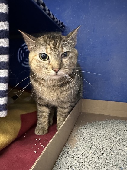 Shelter Stray Female Cat last seen Near Niagara St, City of Eau Claire, WI, 3900 Old Town Hall Rd, Eau Claire, WI 54701, USA