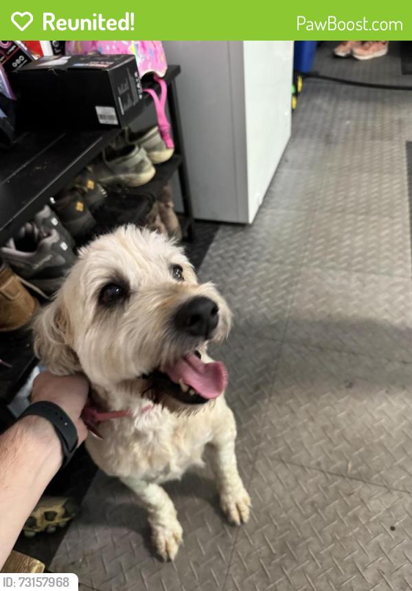 Reunited Female Dog last seen Newman Road in Fairfax Station Road, Clifton, VA, Union Mill, VA 20124