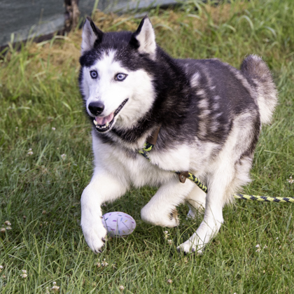 Shelter Stray Female Dog last seen S Yellowstone Road, Madison 19, City of, WI, 5132 Voges Rd, Madison, WI 53718, USA