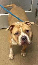 Shelter Stray Male Dog last seen Near Willivee Dr, Decatur, GA 30033, 30033, GA, 3280 Chamblee Dunwoody Rd, Chamblee, GA 30341, USA