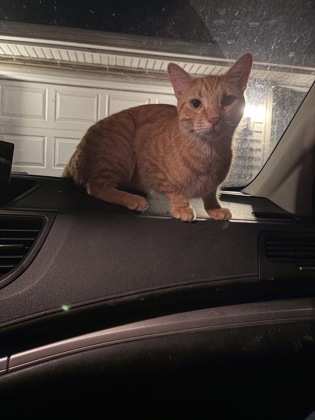 Shelter Stray Male Cat last seen Whitcomb Circle/Drive, Madison 10, City of, WI, 5132 Voges Rd, Madison, WI 53718, USA