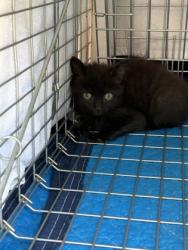 Shelter Stray Unknown Cat last seen Near Kings Point Drive, Dunwoody, GA 30338, 30338, GA, 3280 Chamblee Dunwoody Rd, Chamblee, GA 30341, USA