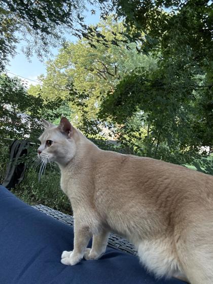 Shelter Stray Unknown Cat last seen Keating Terrace-madison, Madison 11, City of, WI, 5132 Voges Rd, Madison, WI 53718, USA