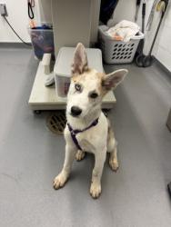 Shelter Stray Female Dog last seen 14th Ave S and S Main St, Seattle, WA, 2061 15th Ave W, Seattle, WA 98119, USA